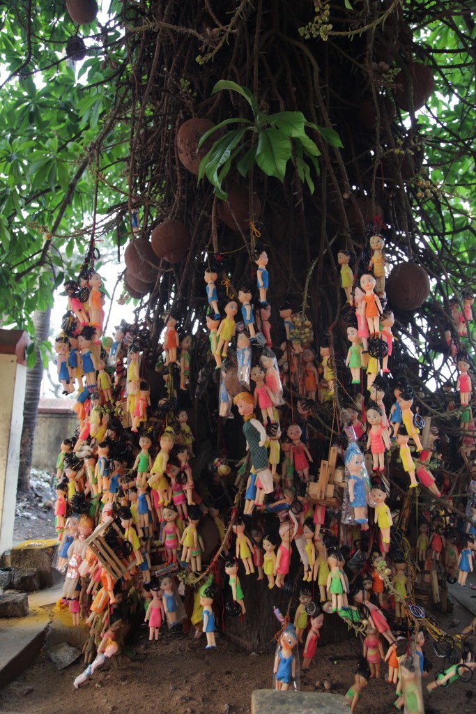 As we understand it, the dolls are placed on the cannonball tree by couples praying for, or thankful for, the birth of a child.