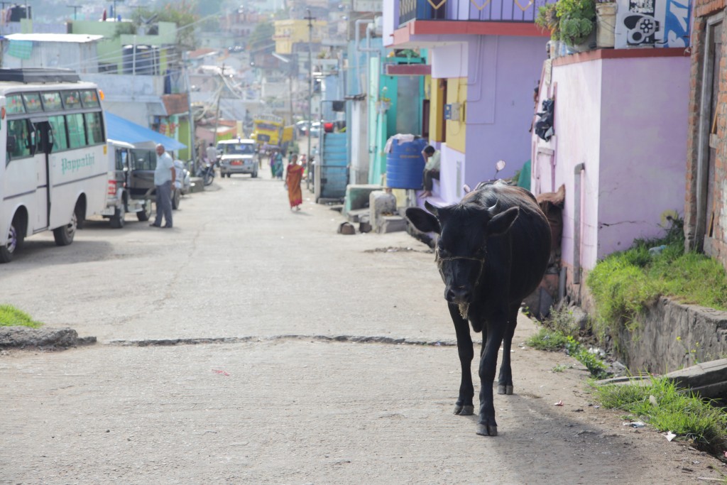 One of many cows in th streets