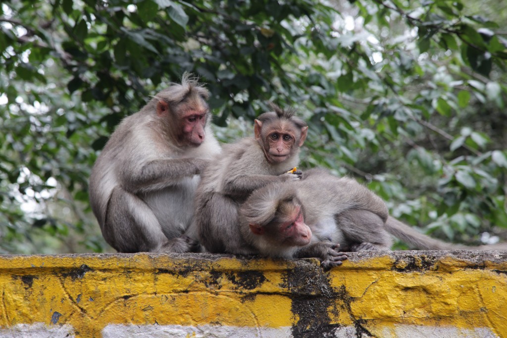The monkeys in Kodaikanal stay away from people as long as you're not carrying food
