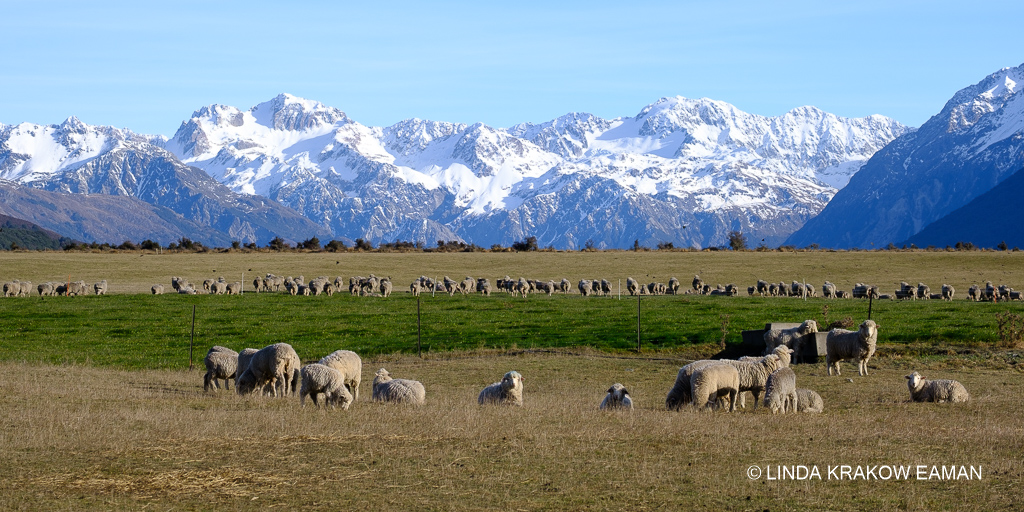 Sheep graze on flat land with snow-capped mountains in the distance.