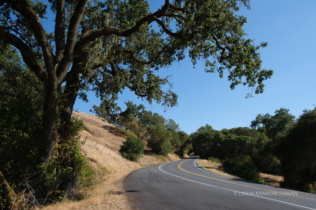 Photograph of road passing through dried grass hillside and California live oak trees. 