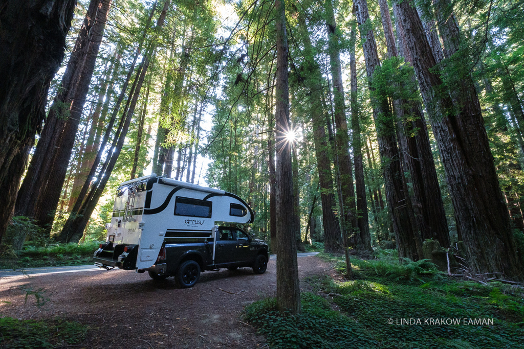 Photograph of grey pickup truck with Cirrus truck camper on it, parked by the side of the road in the middle of redwood trees. Sunburst showing through the trees. 