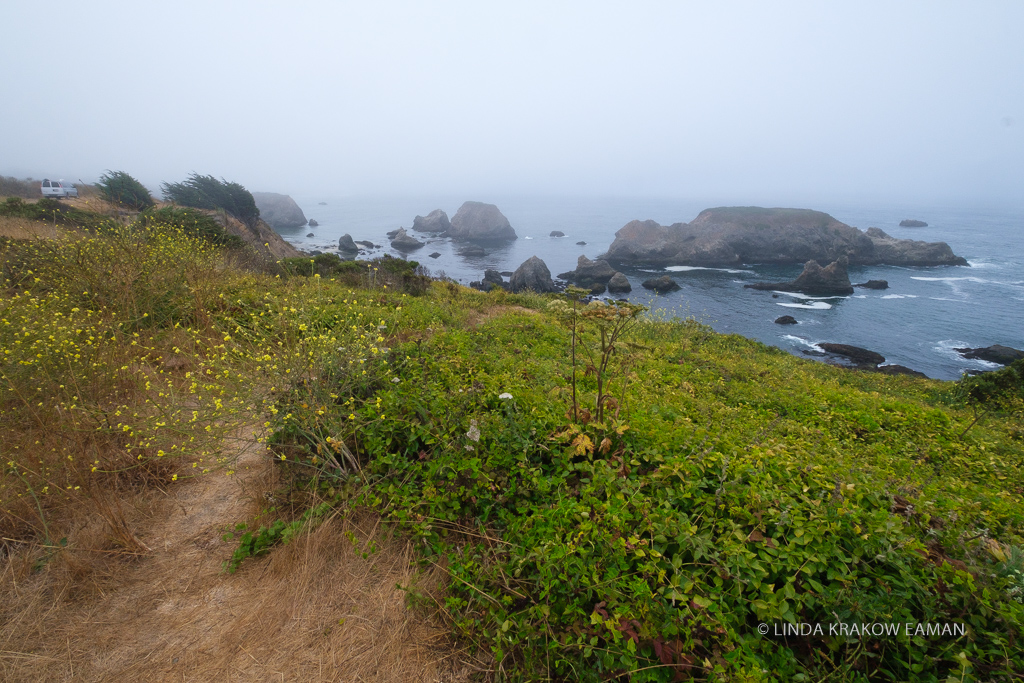 Photograph of foggy coastline, greenery in foreground and huge gray rocks in the ocean behind. Sky is foggy and gray. 