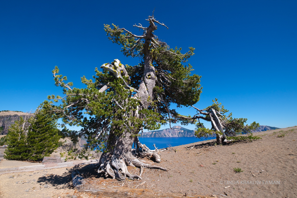 Gnarled old pine tree on sandy ground with blue lake and blue sky beyond. 