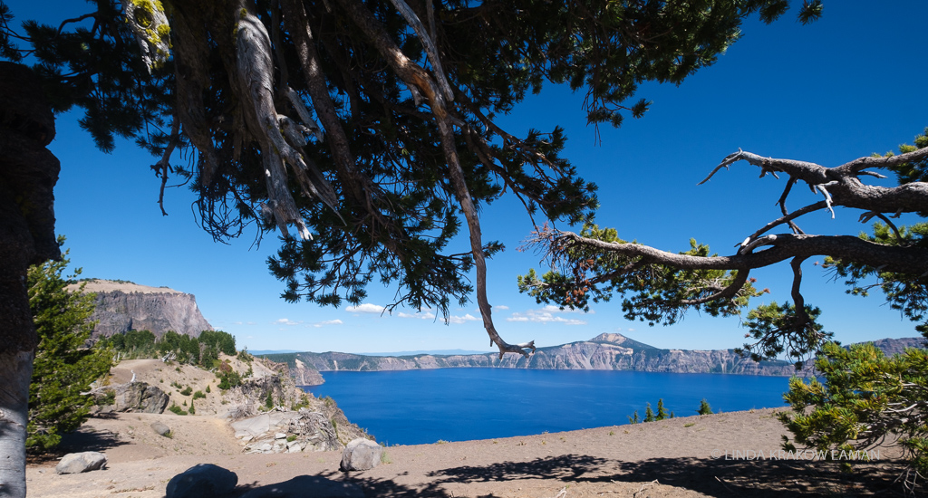 Very blue lake surrounded by rocky mountains and gnarled pine trees in foreground.