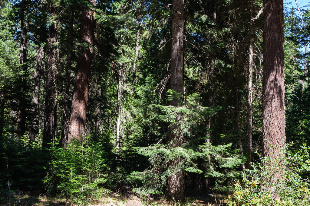 Dense evergreen forest.