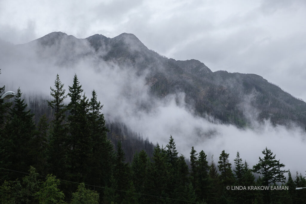 A layer of clouds separates a rocky mountain top in the background from evergreen trees in the foreground. 