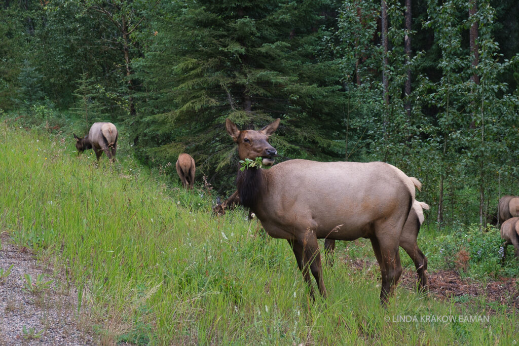 A large elk turns its head to look at the camera, with a mouthful of vegetation. Other elk graze behind it, with a background of forest.