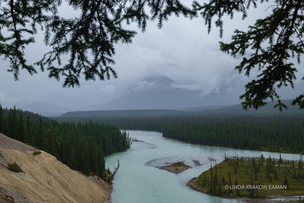 A wide, slightly turquoise river winds through an evergreen forest with cloud-covered mountains in the distance. The top is framed by evergreen branches. 