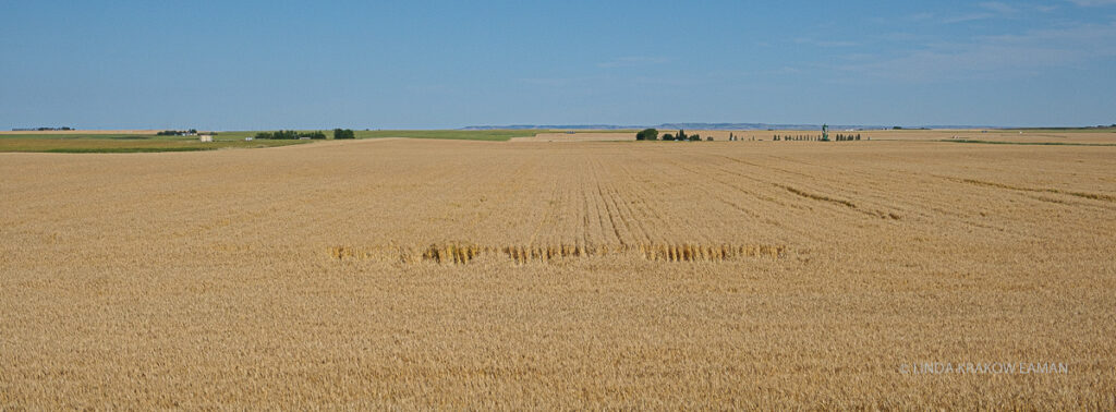 A field of golden grains with a few tiny trees in the background, and a blue sky. 