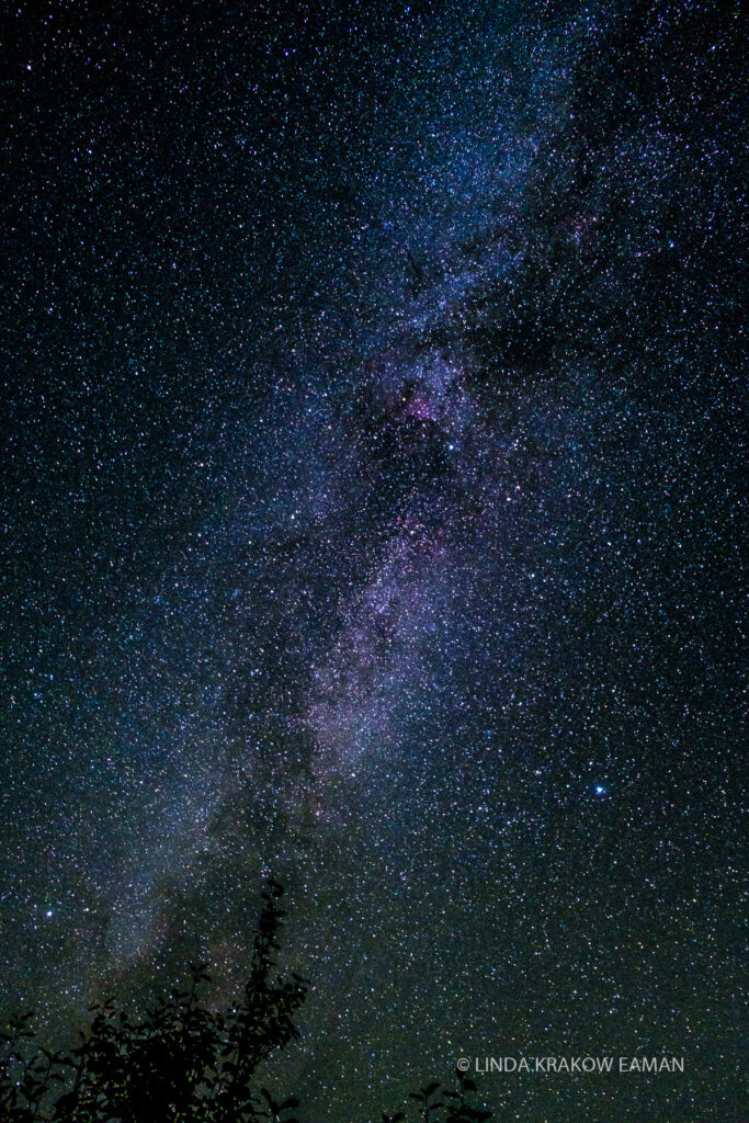 The milky way rises over trees.