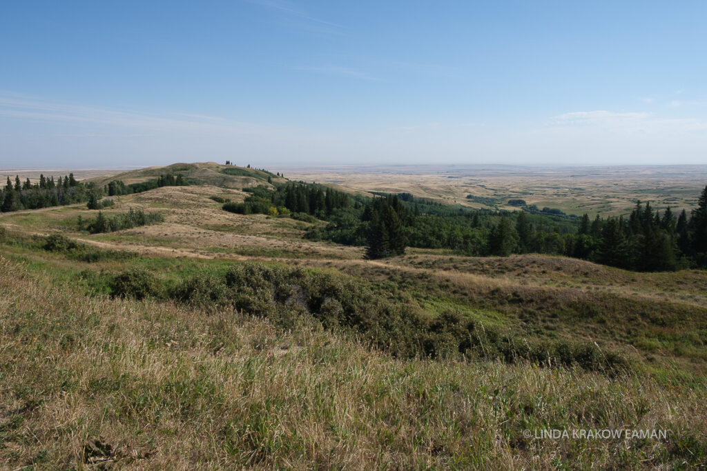 A green grassy hill with some evergreen trees overlooks flat land, with a blue sky. 