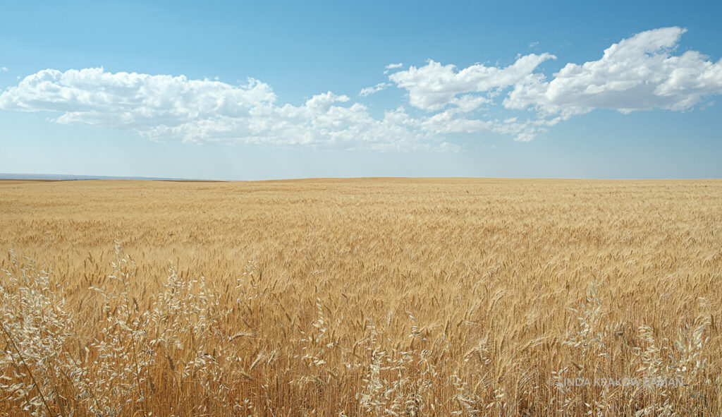A field of golden grain with a blue sky and puffy white clouds.