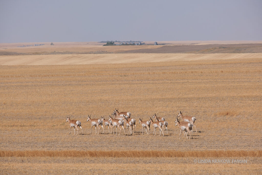 A small herd of pronghorn antelope walking through a grain field. 