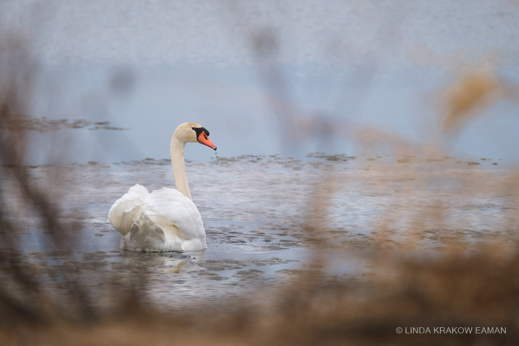Looking through shoreline reeds at a swan in icy water.
