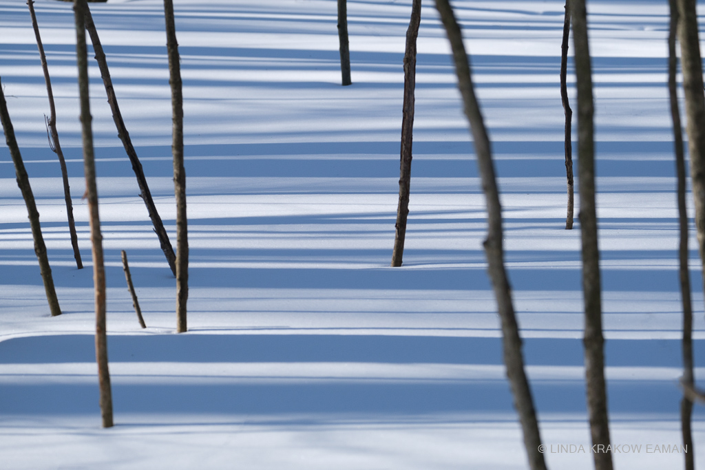 Sapling trunks stick out of the snow, with blue shadows creating horizontal lines on the snow.