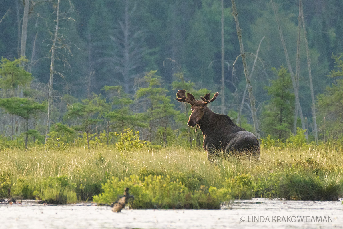 A bull moose stands in a bog, looking back at the camera, at the edge of dense forest. The photo is taken from a canoe and there is water in the foreground.