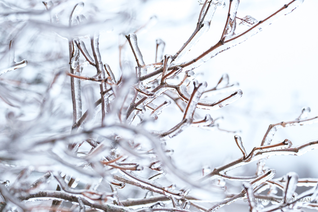 Closeup of branches coated in ice