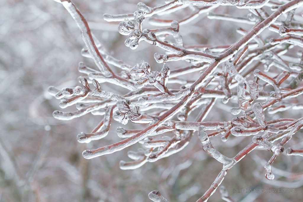Closeup of branches coated in ice