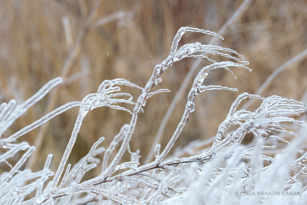 Closeup of hay coated in ice