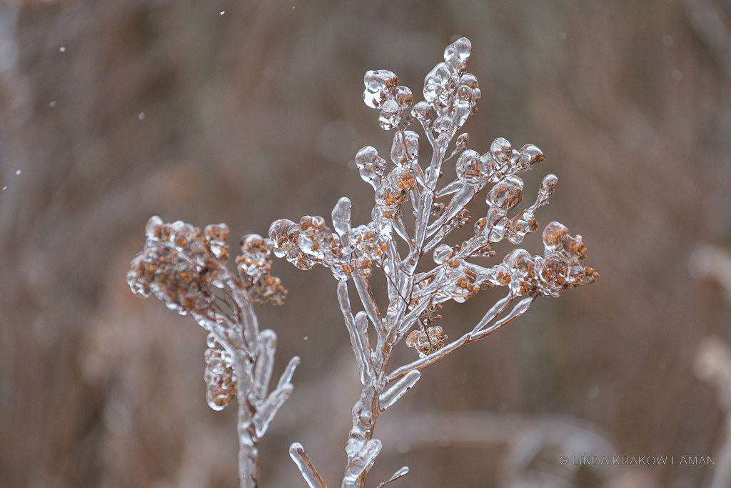 Closeup of dead goldenrod, coated in ice, against a blurry brown background