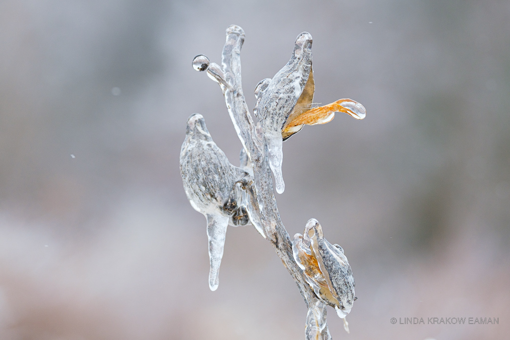 Closeup of milkweed pods coated in a thick layer of ice