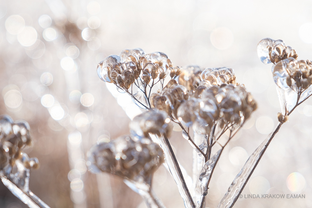 Closeup of dead wildflowers coated in ice