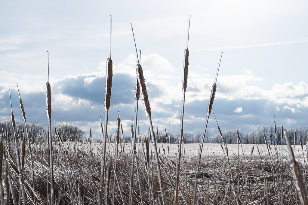 Ice coats cattails with a field and cloudy sky behind
