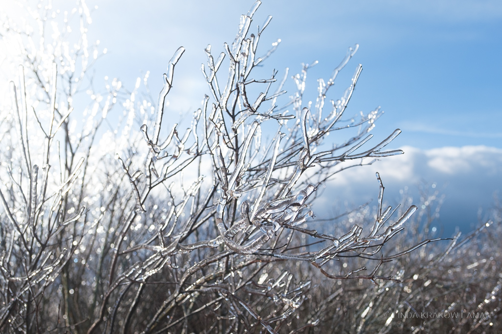 The sun is sparkling through branches coated in ice, with a dark and cloudy sky in the background