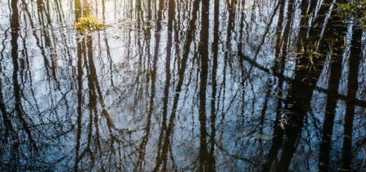 Trees and the sky are reflected in the water of a vernal pool