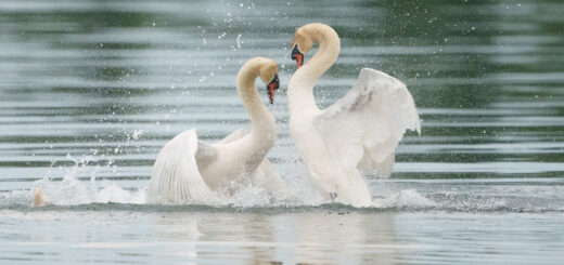 Two swans rise up in the water, wings raised, facing off for a fight