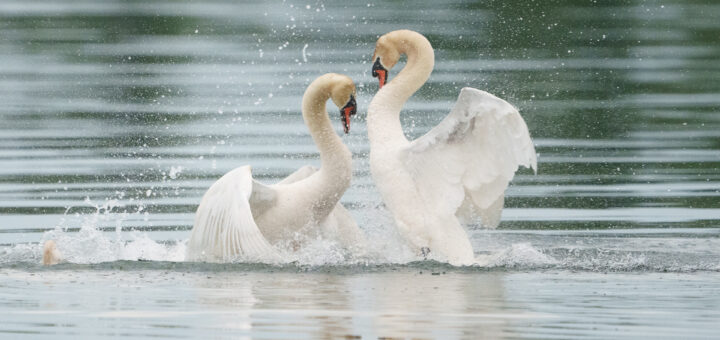 Two swans rise up in the water, wings raised, facing off for a fight