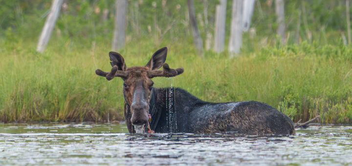 A young bull moose with short antlers is almost up to its shoulders in water, with waterlilies dripping from its mouth and water dripping from its antlers. Behind it is a bit of marsh and then forest.