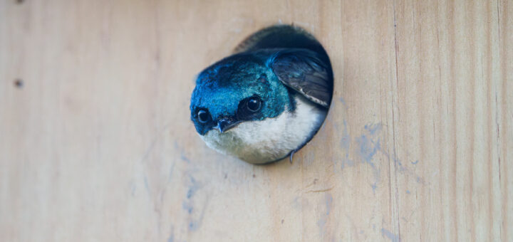A swallow with iridescent blue head, dark eyes, and white breast, pokes its head out of a small hole in a pine board.