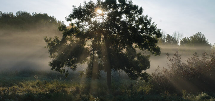 The sun forms a starburst viewed through the branches of a tree; the sun rays stream out.