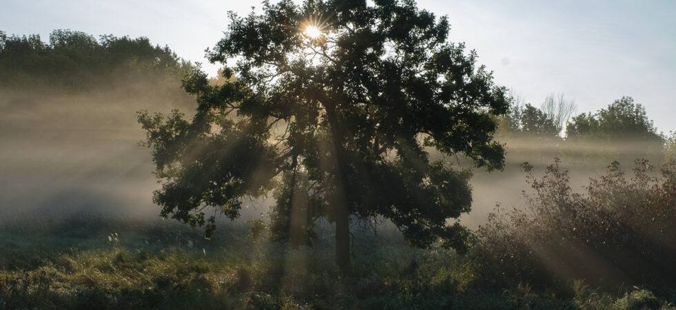 The sun forms a starburst viewed through the branches of a tree; the sun rays stream out.