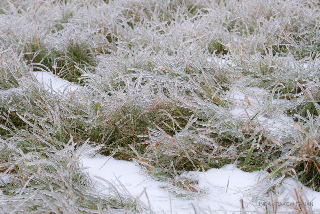 A patch of grass  with every blade coated with ice.