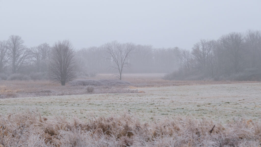 A view of field, marsh and trees, with gray sky and a whitish coating on everything. 