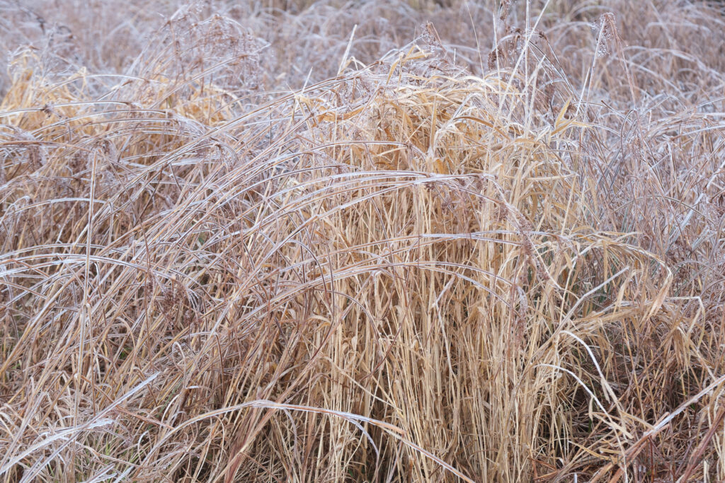 Closeup of uncut hay in a field, with each blade coated in ice.