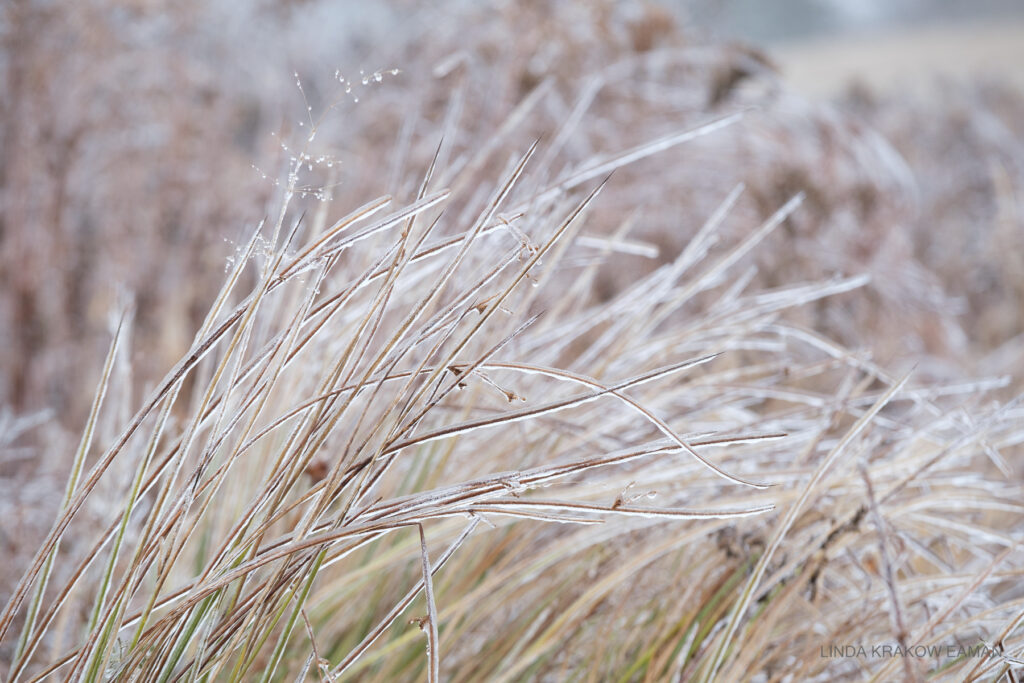 a closeup of blades of hay, each coated in ice