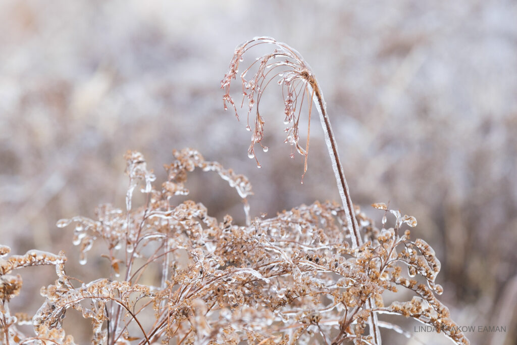 A closeup of ice coating dead goldenrod and a stalk of seeded grass