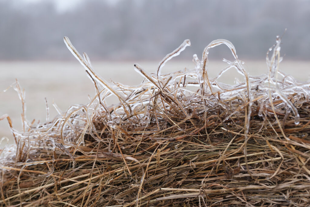 Closeup of the edge of a hay bale. The inside hay is still brown and green, but the outside edge is coated with ice. 