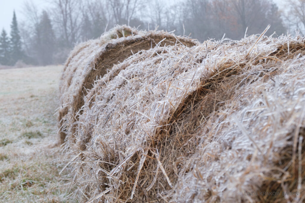 Closeup on the frozen outside layer of hay bales shows each bit of hay covered in ice. The bales are in a field with trees behind. 