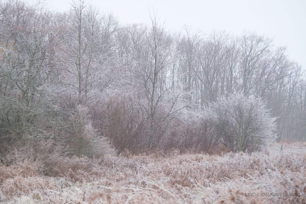 Brush, bushes, and trees are all coated with white.