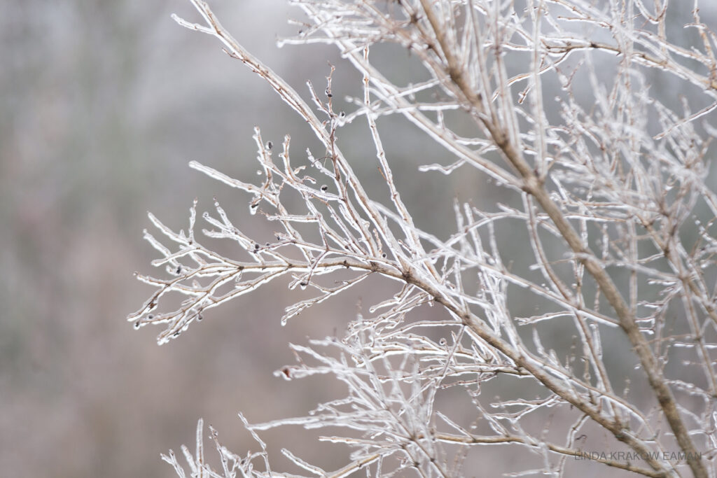 Closeup of twigs on a tree, coated with ice. 