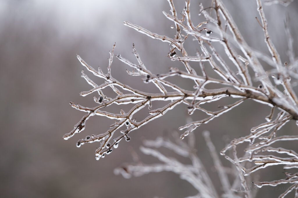 A closeup of twigs on a tree, coated with ice. The background is blurred brown.