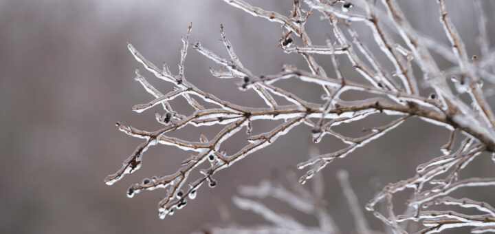 A closeup of twigs on a tree, coated with ice. The background is blurred brown.