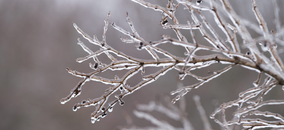 A closeup of twigs on a tree, coated with ice. The background is blurred brown.