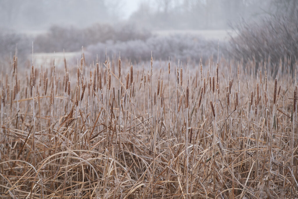 A stand of cattails coated in ice, within whitish bushes and trees behind