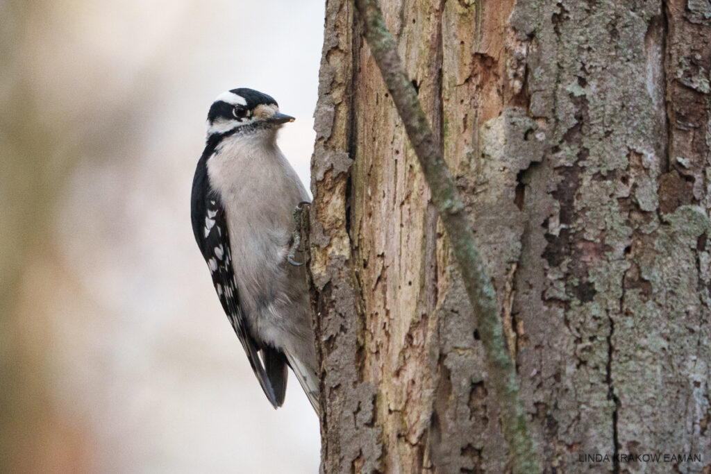 A small woodpecker looks at hte camera from its perch on the side of a tree trunk. There are big patches of bark missing from the tree. 